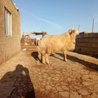 قوچ چاق جوان