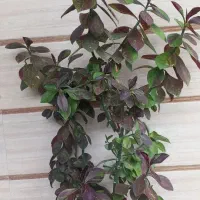 گل وگیاه طبیعی