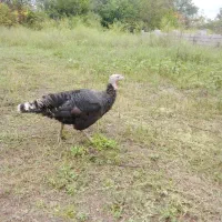 اردک اسراییلی وبوقلمون|حیوانات مزرعه|رضوانشهر, |دیوار