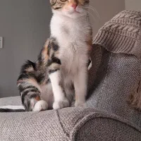 واگذاری گربه