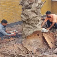 بریدن نخل و درخت هرس نخل سمپاشی نخل