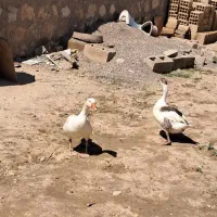 غاز نرو ماده