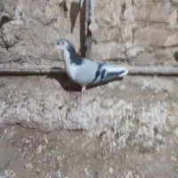 نر بدرنگ دستگردی