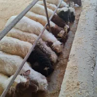 بره نر