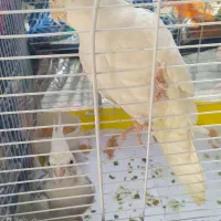 فروش دو جفت  عروس هلندی