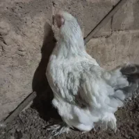 مرغ|حیوانات مزرعه|تربت‌حیدریه, حاجی یار‎|دیوار