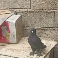 ماده سیاه نردم سبز