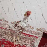 مرغ|حیوانات مزرعه|خاش, |دیوار