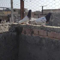 کبوتر کله ای فروشی|پرنده|قم, شهرک فاطمیه|دیوار