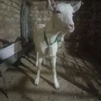 بزوبزغاله سانن|حیوانات مزرعه|تربت‌حیدریه, کلاته توکلی|دیوار