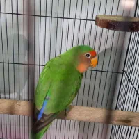 طوطی برزیلی کوتوله برزیلی