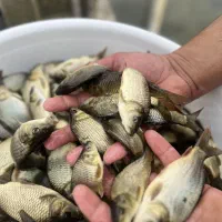 بچه ماهی کپور کف دست