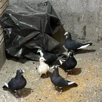 کفتر پلنگ|پرنده|کرمان, |دیوار