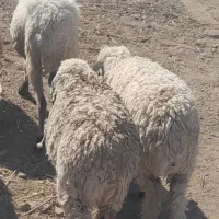 بره ماده کاورر چاق کهره بزه|حیوانات مزرعه|جیرفت, |دیوار