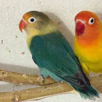 کوتوله برزیلی طوطی برزیلی ماده|پرنده|قوچان, |دیوار