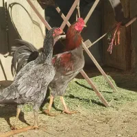 مرغ و خروس اوشامو