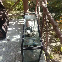 آکواریوم|ماهی|انزل, |دیوار