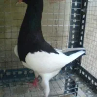 یهودی سیاه گم کردم