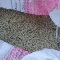 عدس  اردبیل
