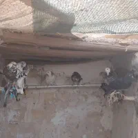 کفتر پرش سنگین