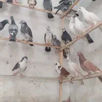 بار‌ جدید ۷۰ عدد شهرستانی