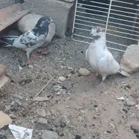 کبوتر|پرنده|ایرانشهر, |دیوار