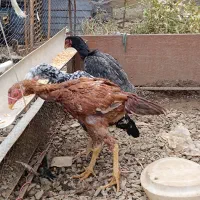 فروش مرغ و خروس لاری