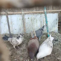 کبوتر|پرنده|آران و بیدگل, |دیوار