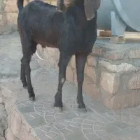 ساورین 1سال|حیوانات مزرعه|کوهدشت, |دیوار