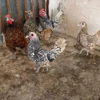 تخم نطفه دار سبرایت
