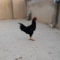 مرغ و خروس سیاه و جوجه محلی