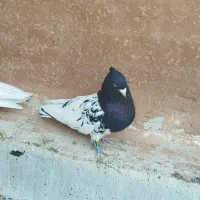 نرماده کله|پرنده|شیراز, درکی|دیوار