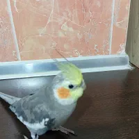 فروش عروس هلندی