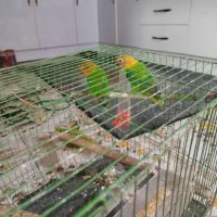 طوطی برزیلی اصل