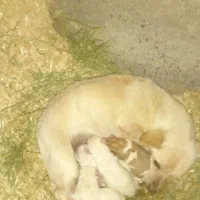 پاپی کوچولو|سگ|فیروزه, |دیوار