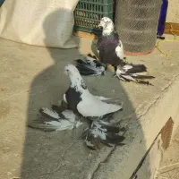 یک جفت پا پر (کینهلی)