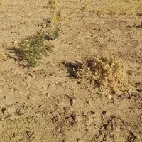 کار روی زمین و باغ نیرو رسانی
