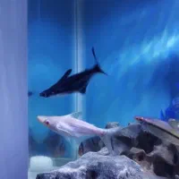 ۲عدد پنگوسی گیاهخوار