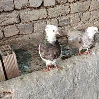 طوقی نر بسیار درشت|پرنده|داران, |دیوار