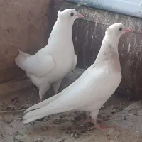 جفت طوقی سرور مهر|پرنده|اردکان, |دیوار
