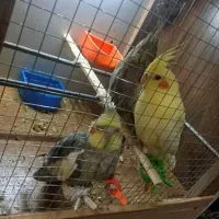 عروس هلندی دونی 800|پرنده|پاکدشت, حصار امیر|دیوار