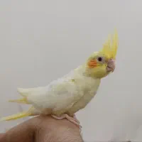 طوطی/عروس هلندی/پرنده