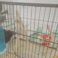 عروس هلندی لوتینو