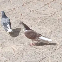 دمگیر بدرنگ