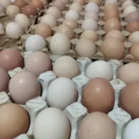 تخم مرغ نطفه دار