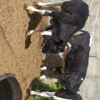 گوساله وبز وچبش سانن