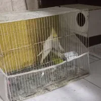 عروس هلندی|پرنده|مشهد, شهید قربانی|دیوار