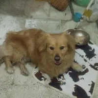 سگ پامر میکس