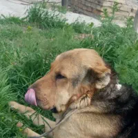 سلام سگ پژدر ۱۷ ماهه چند جفت عروس هلندی|سگ|ایجرود, |دیوار