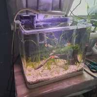 آکواریوم پلنت